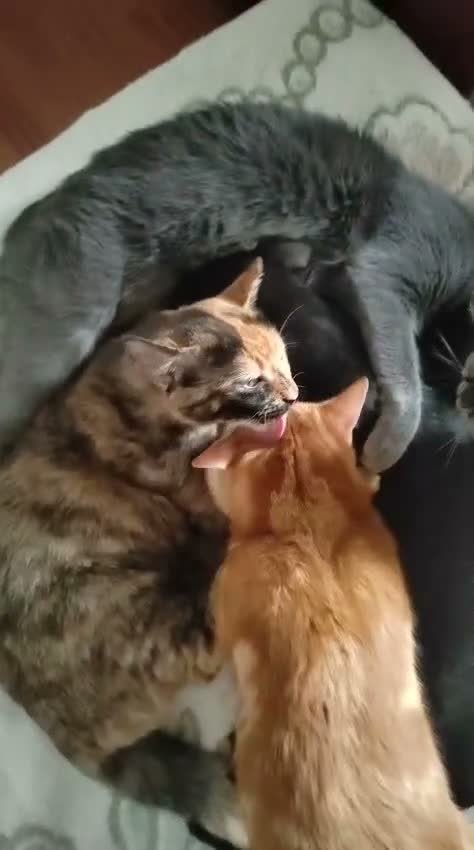 Meticcio gatti in regalo: Regalo gattini di 3-4 mesi e di 1 anno e mezzo  a Città metropolitana di Roma Capitale - Video 1