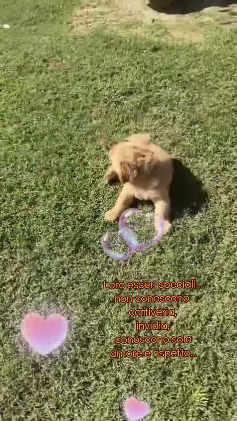 Golden Retriever cani in vendita: Cucciolo maschio Golden retriever pedigree ENCI  - Video 2