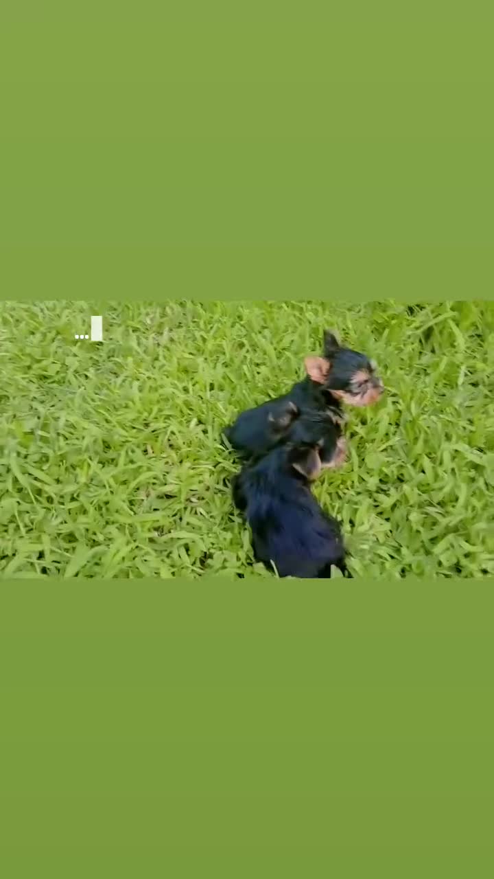 Yorkshire cani in vendita: cucciola yorkhire taglia piccolissima - Video 1