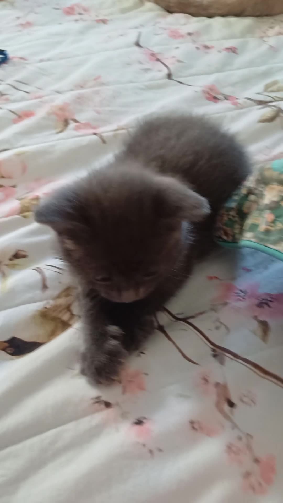 Certosino gatti in vendita: Meravigliosa micina simil certosina  - Video 1