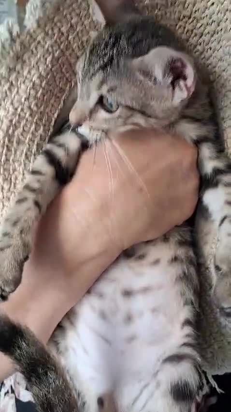 Europeo gatti in regalo: GIUGGIOLO E CARAMELLA - Video 1