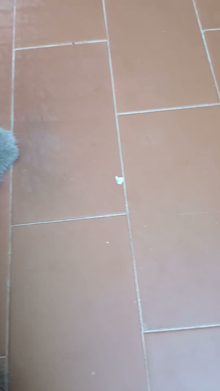 Scottish gatti in vendita: cuccioli scottish fold e straight  - Video 2