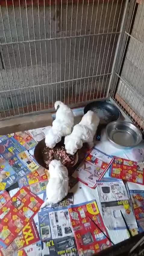 Maltese cani in vendita: Maltesina toy a Provincia di Bergamo - Video 1