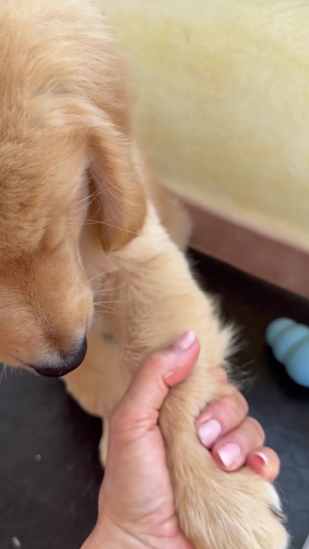 Golden Retriever cani in vendita:  alta genealogia 5 stelle" - Video 1