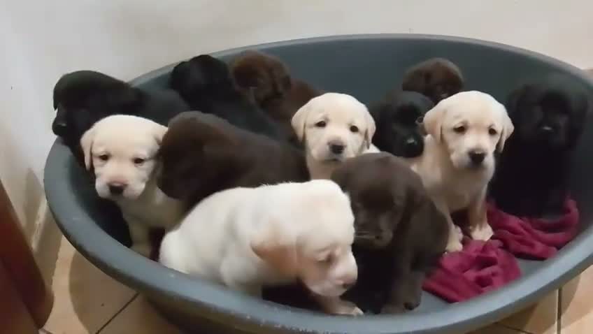 Labrador cani in vendita: Cuccioli labrador  - Video 1