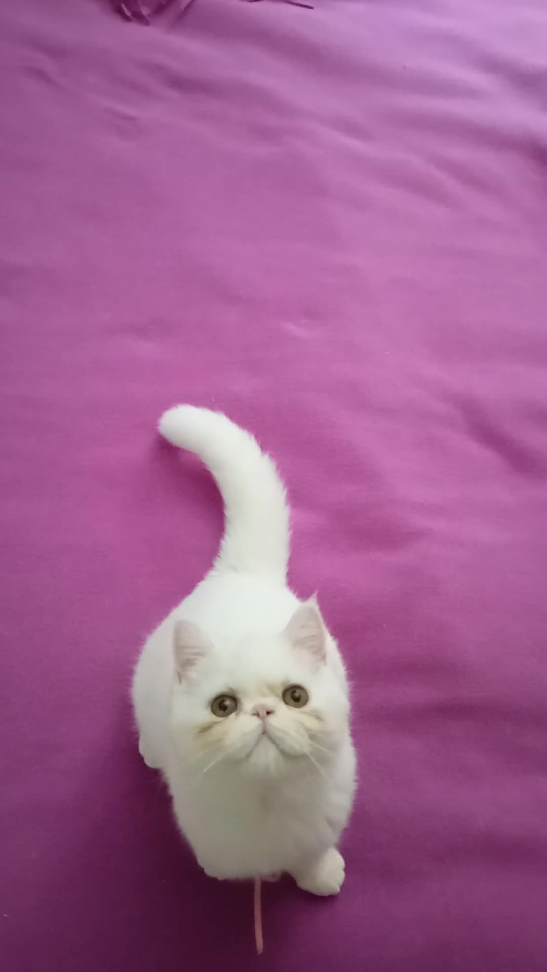 Exotic Shorthair gatti in vendita: Cuccioli Exotic short hair/persiano bianco - Video 1