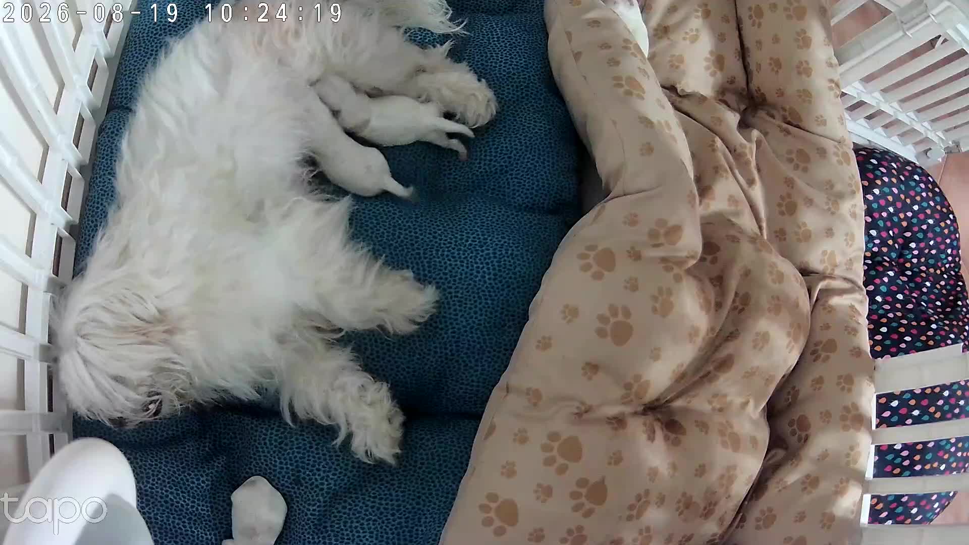 Maltese cani in vendita: Piccoli maltesi cercano la loro famiglia - Video 1