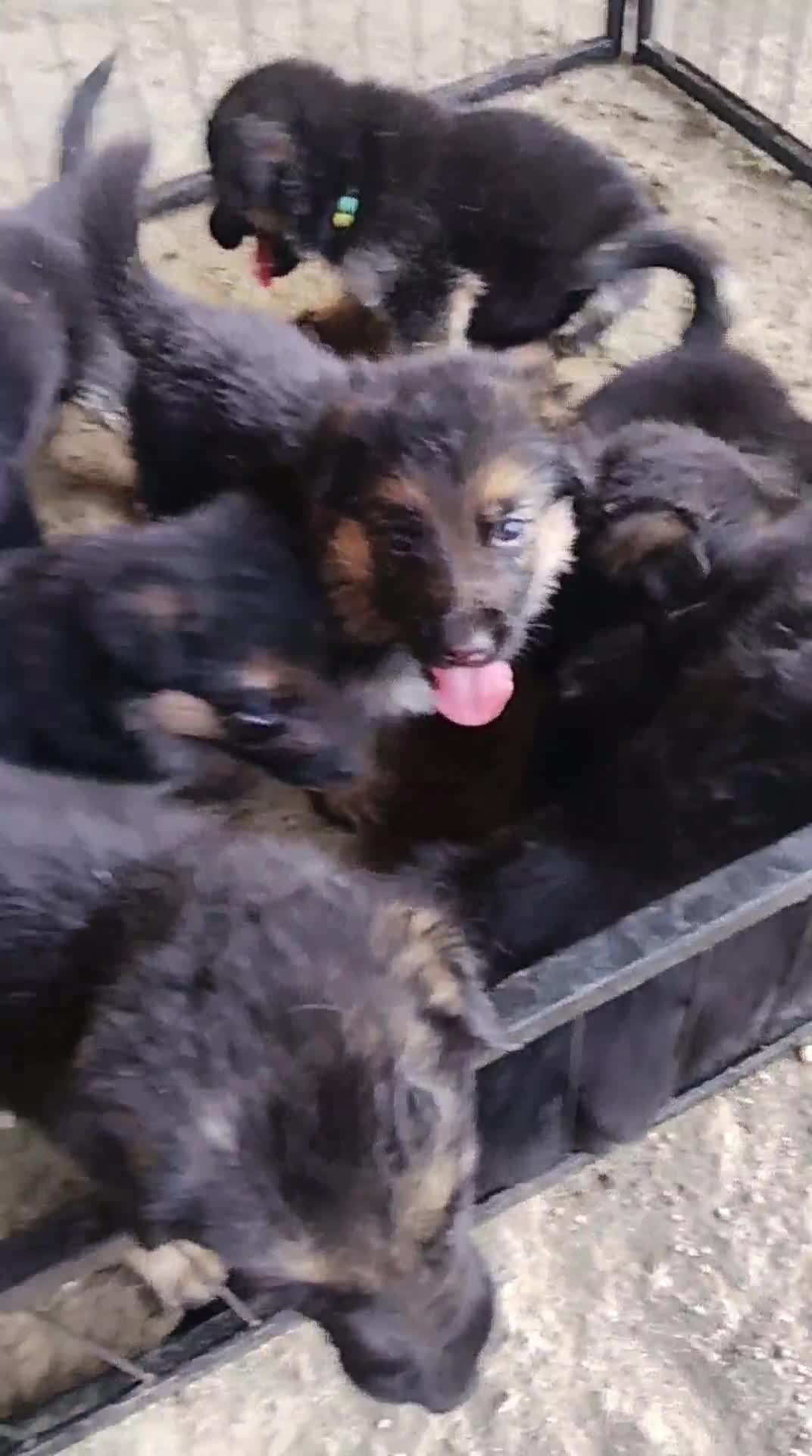 Pastore Tedesco cani in vendita: Vendesi cuccioli pastore tedesco  - Video 1