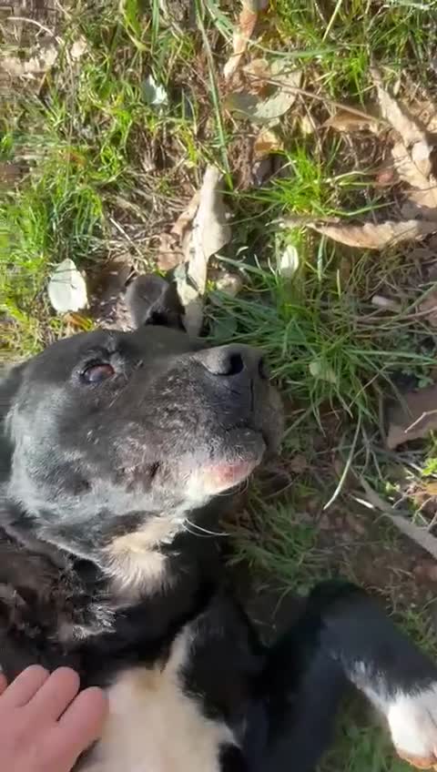 Meticcio cani in regalo: Pluto splendido cagnolone cerca casa  - Video 3