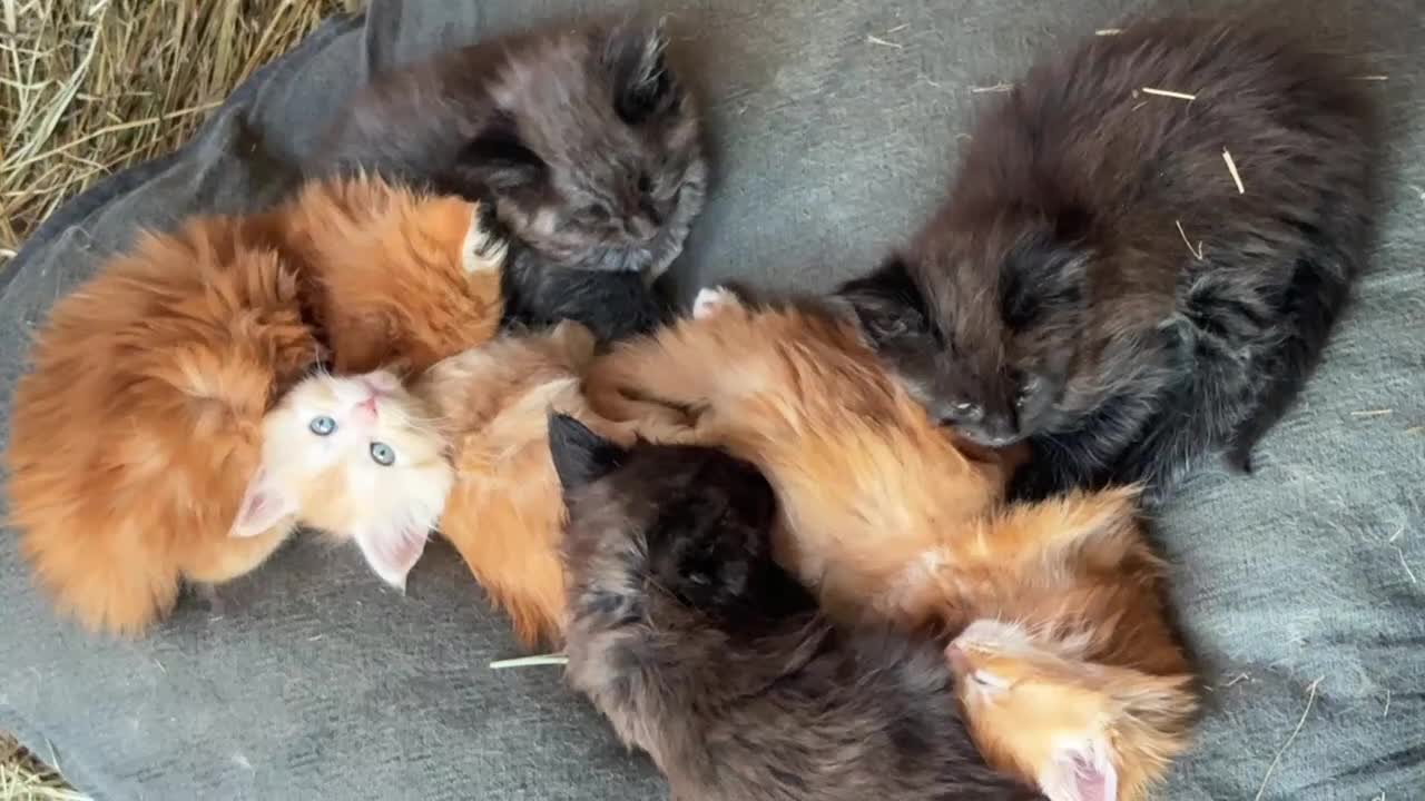 Maine Coon gatti in vendita: Cuccioli di Maine coon con pedigree - vari colori  - Video 2