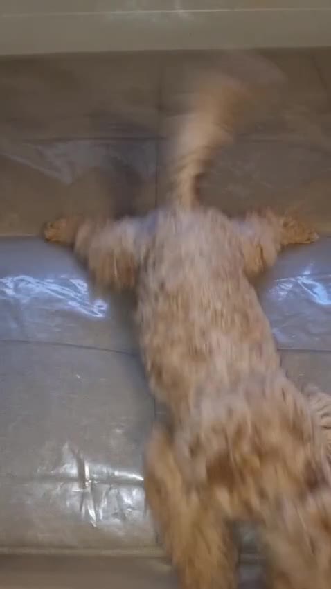 Barboncino Toy cani in vendita: Barboncino toy colore champagne  - Video 1