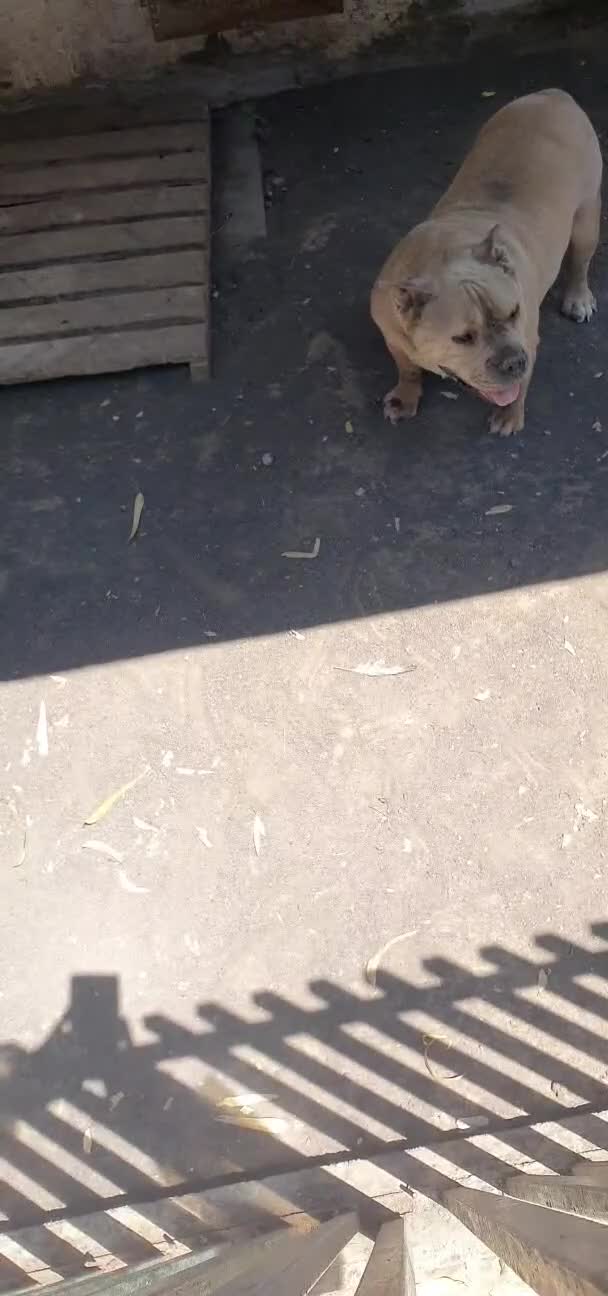 American Bully cani in regalo: Ada American Bully in Canile - Video 1