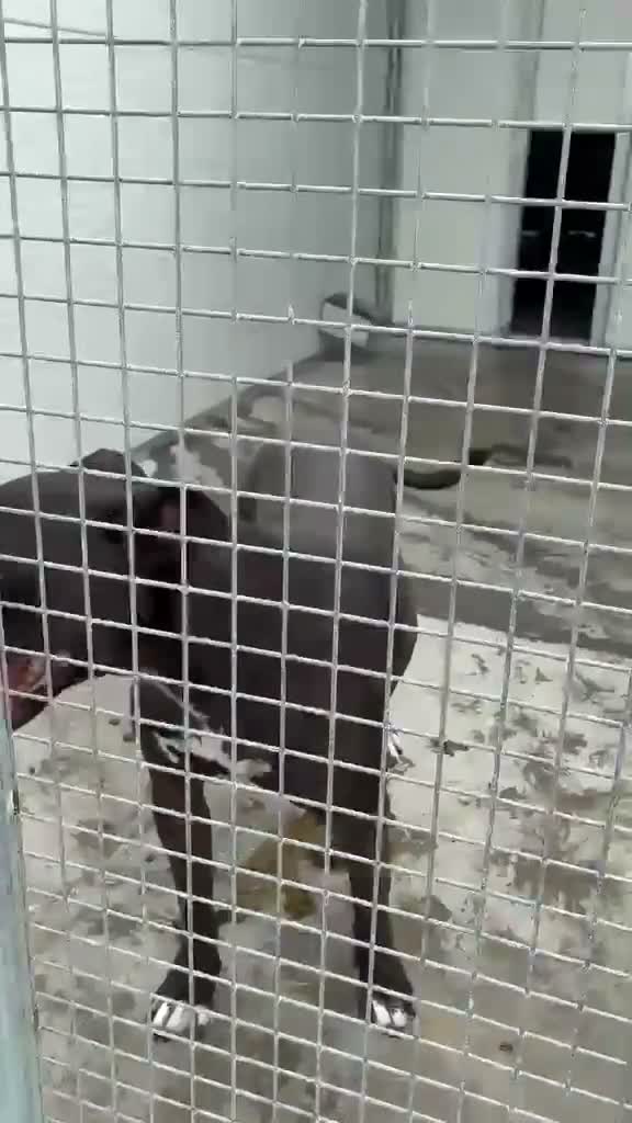 Pitbull cani in regalo: Pitbull femmina 2/3anni color castagna,che penaSUD - Video 1