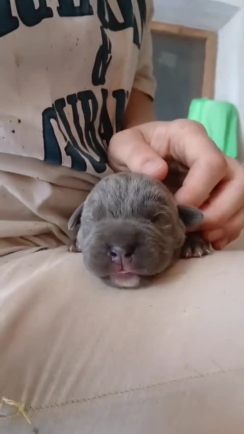 Cane Corso cani in vendita: Cuccioli CANE CORSO speciali a Provincia di Macerata - Video 1