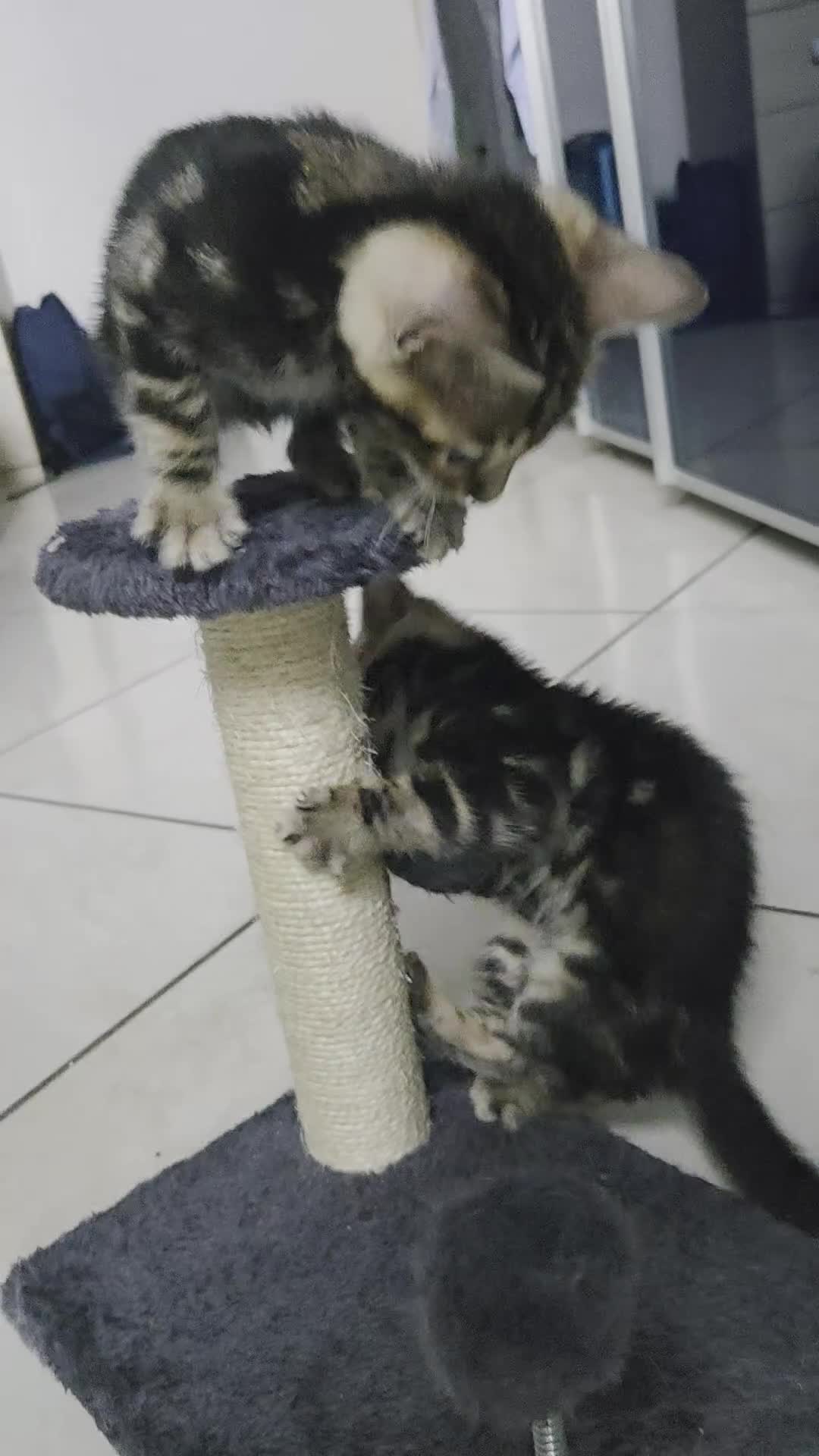 Bengala gatti in vendita: Vendita Cucciolo Bengala Murble - Video 1
