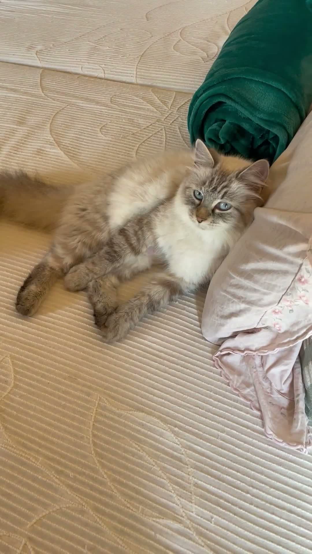 Siberiano gatti in vendita: LYRA - ULTIMA CUCCIOLA SIBERIANA IPOALLERGENICA - Video 3