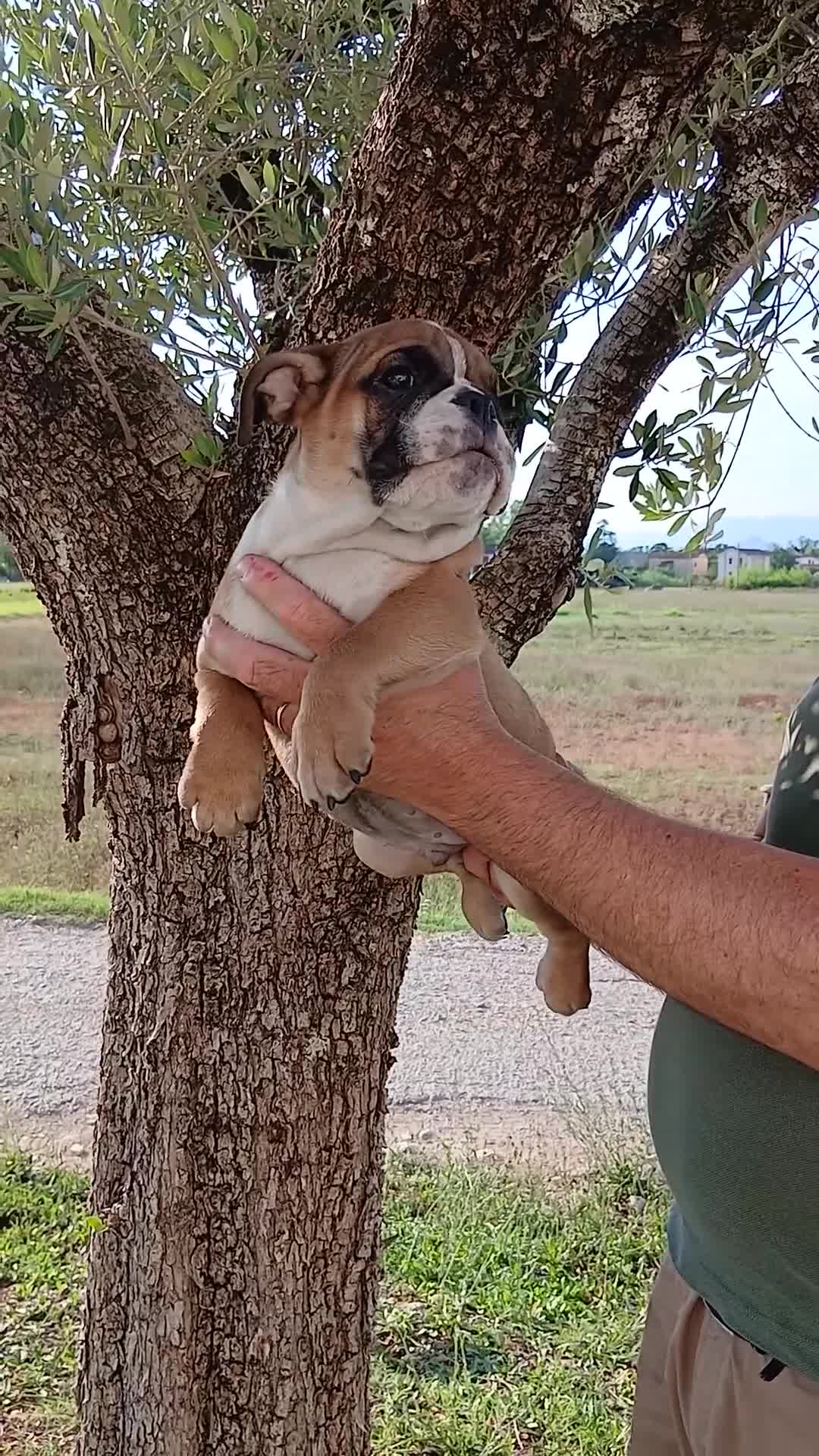 Bulldog cani in vendita: Cuccioli Bulldog Inglese  - Video 1