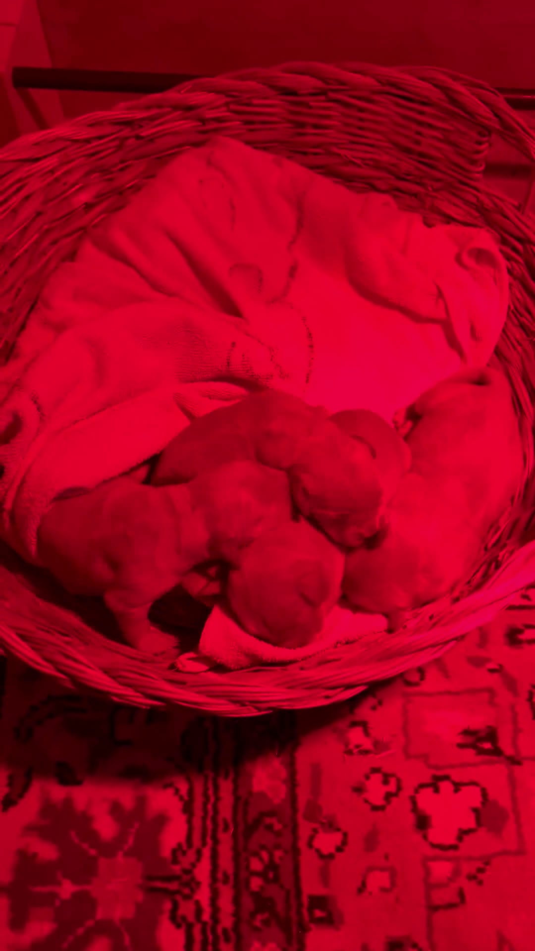 Golden Retriever cani in vendita: Golden Retriever cuccioli americani 90% - Video 1