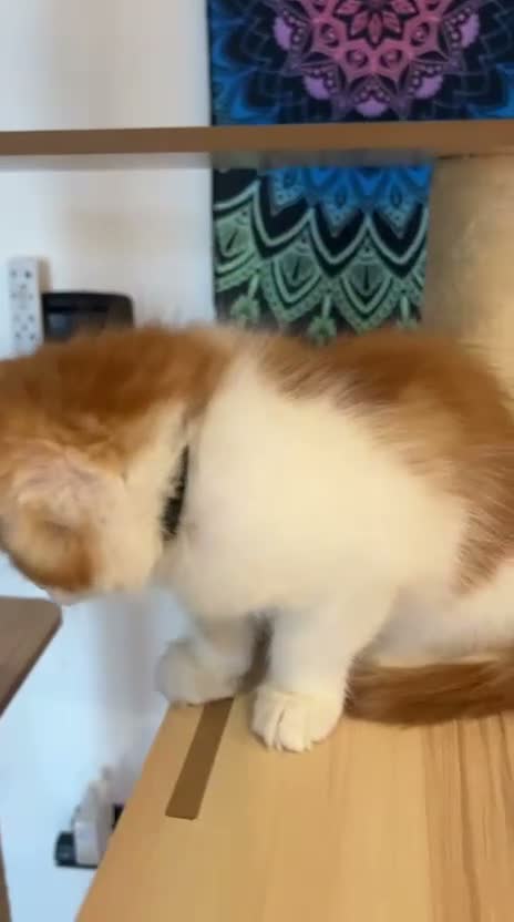 Maine Coon gatti in vendita: Cucciole di MaineCoon - Video 2