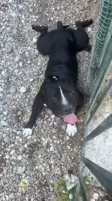 American Staffordshire cani in regalo: Amstaff Bully 3anni TROPPO SFIGATO AIUTOO! MANTOVA - Video 1