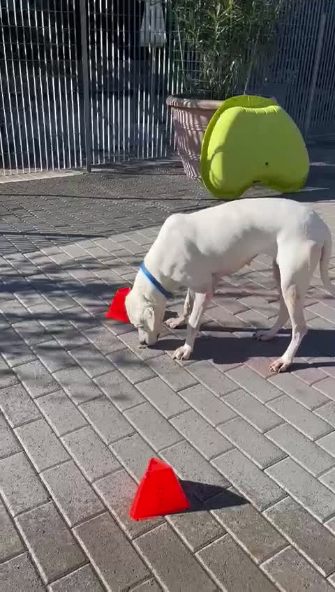 Dogo Argentino cani in regalo: LOLA DOGO ARGENTINO - Video 1