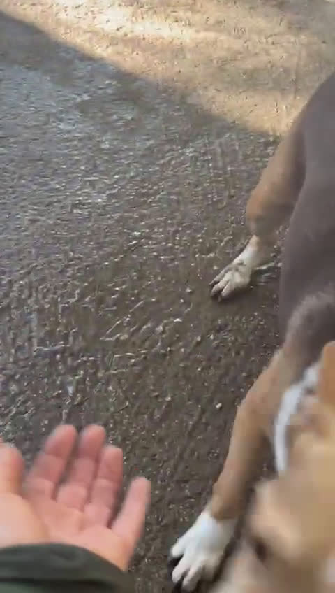 Meticcio cani in regalo: BALLERINA piena di gioia tg piccola - Video 1