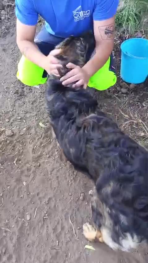 Meticcio cani in regalo: Destiny in canile a catania - Video 3