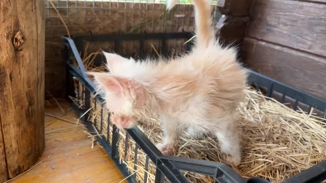 Maine Coon gatti in vendita: Maine coon con difetto prezzo simbolico  - Video 1