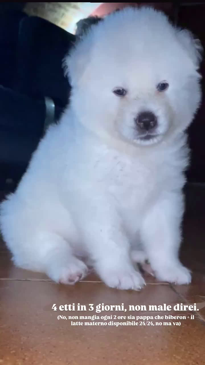 Akita Inu cani in vendita: 🌸 Hime Sakura cerca una famiglia 🌸 a Città Metropolitana di Torino - Video 2