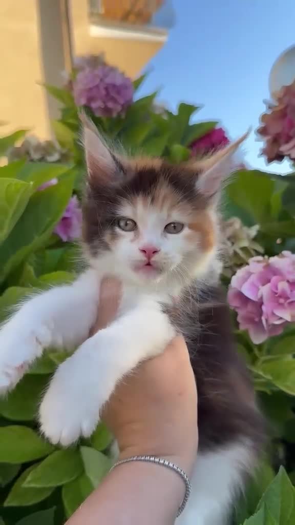Maine Coon gatti in vendita: Allevamento di Maine Coon GIANTS VIKING - Video 2