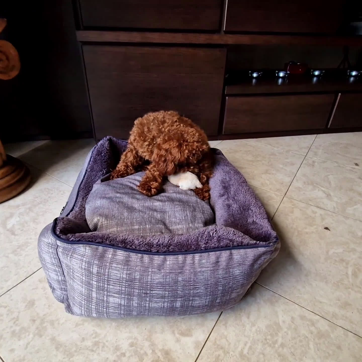 Meticcio cani in vendita: Maltipoo - Video 3