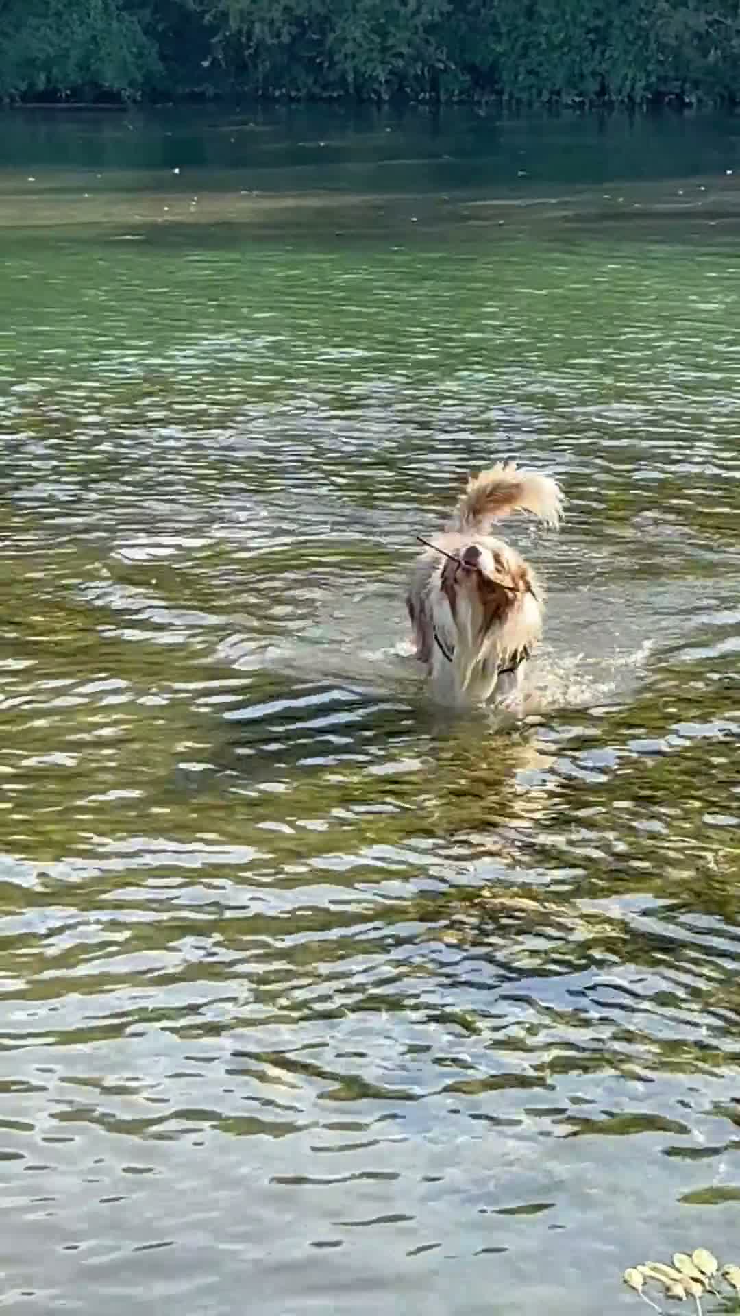 Australian Shepherd cani per accoppiamento: Fidanzata per Tito - Video 1