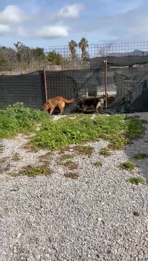 Meticcio cani in regalo: 7/8 mesi, dolcissima, taglia media  - Video 2