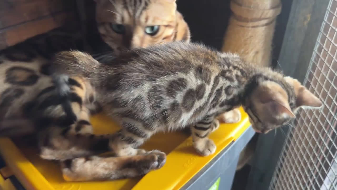 Bengala gatti in vendita: Cucciole di Bengal con Pedigree a Provincia di Asti - Video 2