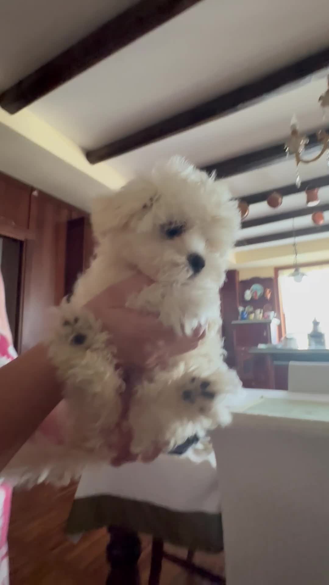 Maltese cani in vendita: Cuccioli di Maltese - Video 1