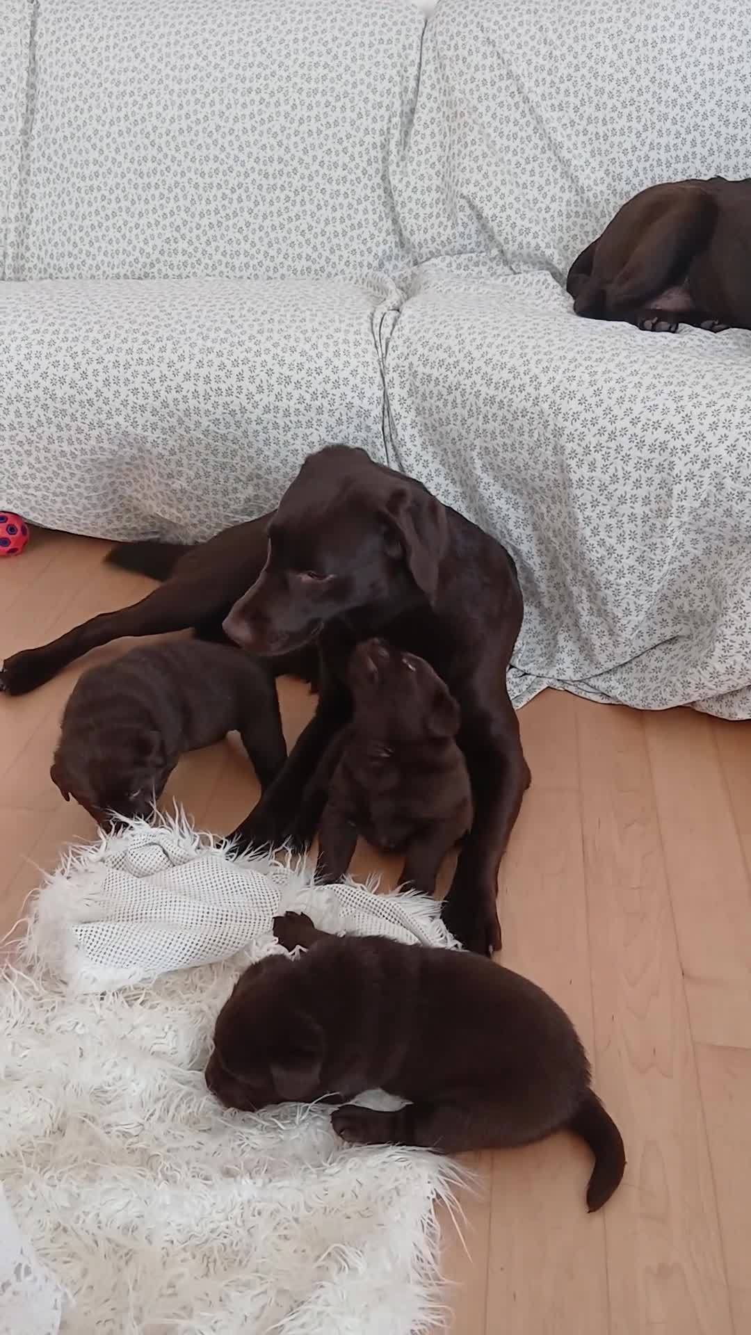 Labrador cani in vendita: Cucciola Labrador Chocolate - Video 1