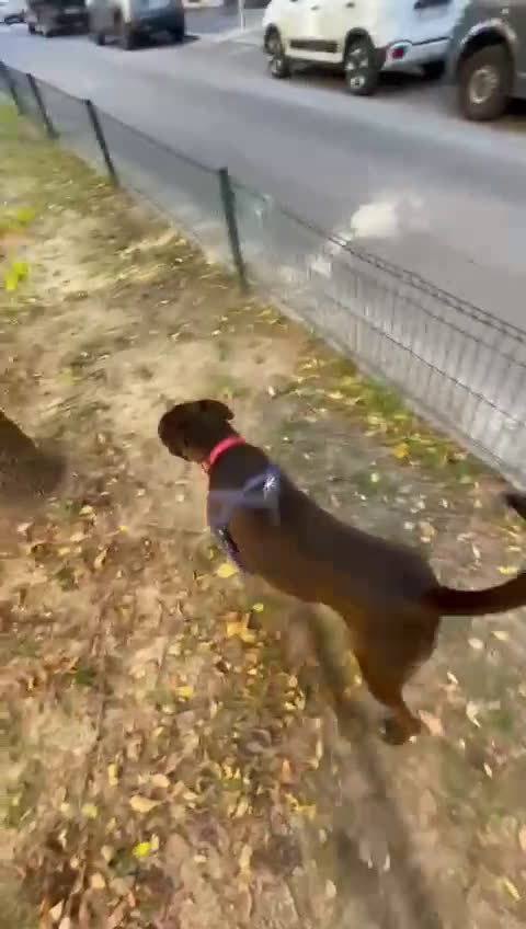 Meticcio cani in regalo: NIGEL PIT - Video 2