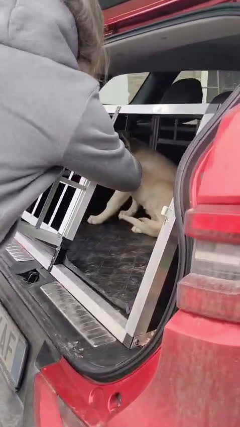 Meticcio cani in regalo: Danny e Sandy 4 mesi e mezzo tg medio abbondante  - Video 3