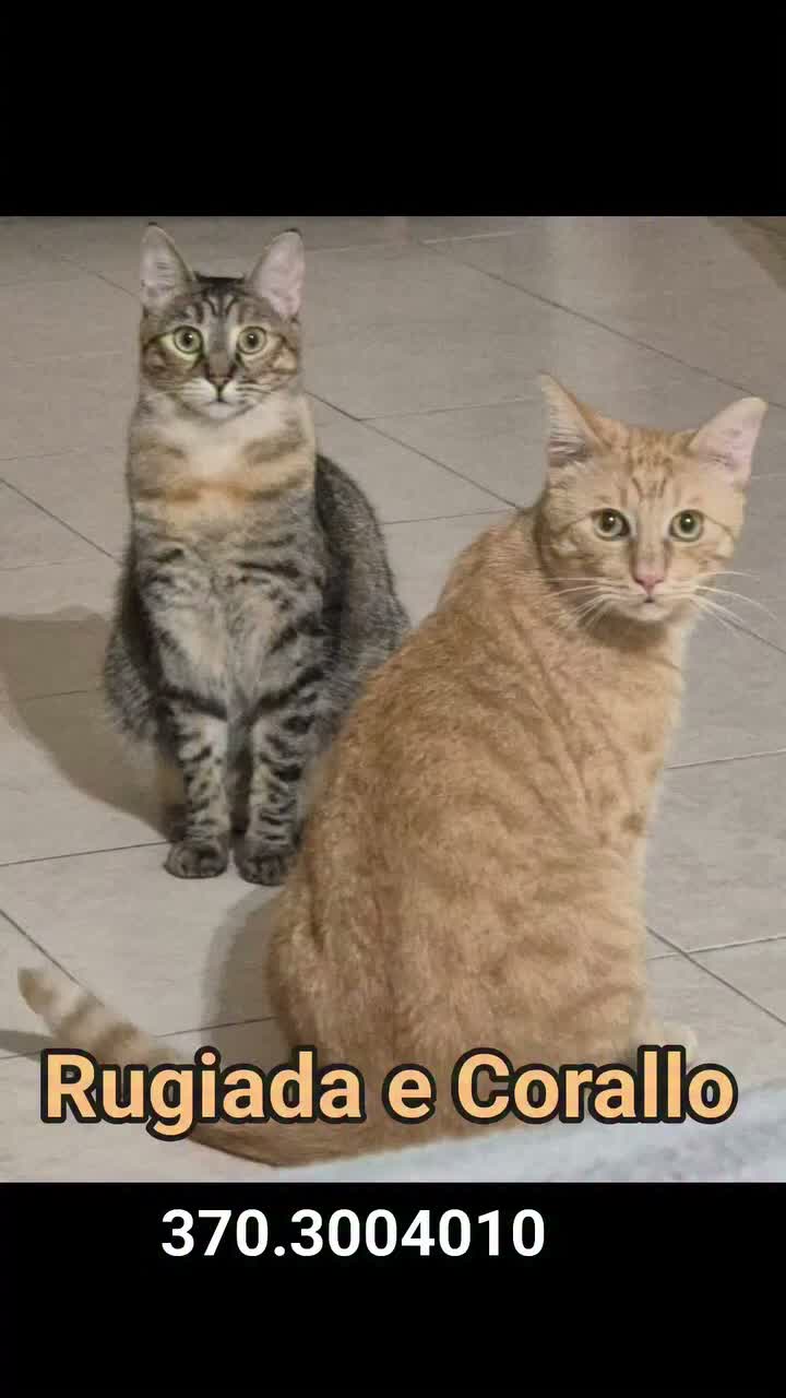 Europeo gatti in regalo: ADOZIONE URGENTE PER RUGIADA E CORALLO!  - Video 1