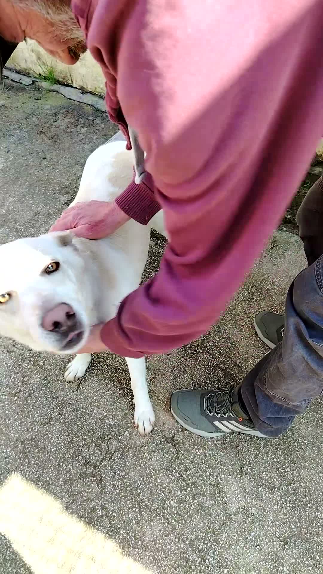 Meticcio cani in regalo: Sono tanto buono, ho 4 anni per 16 kg  - Video 1