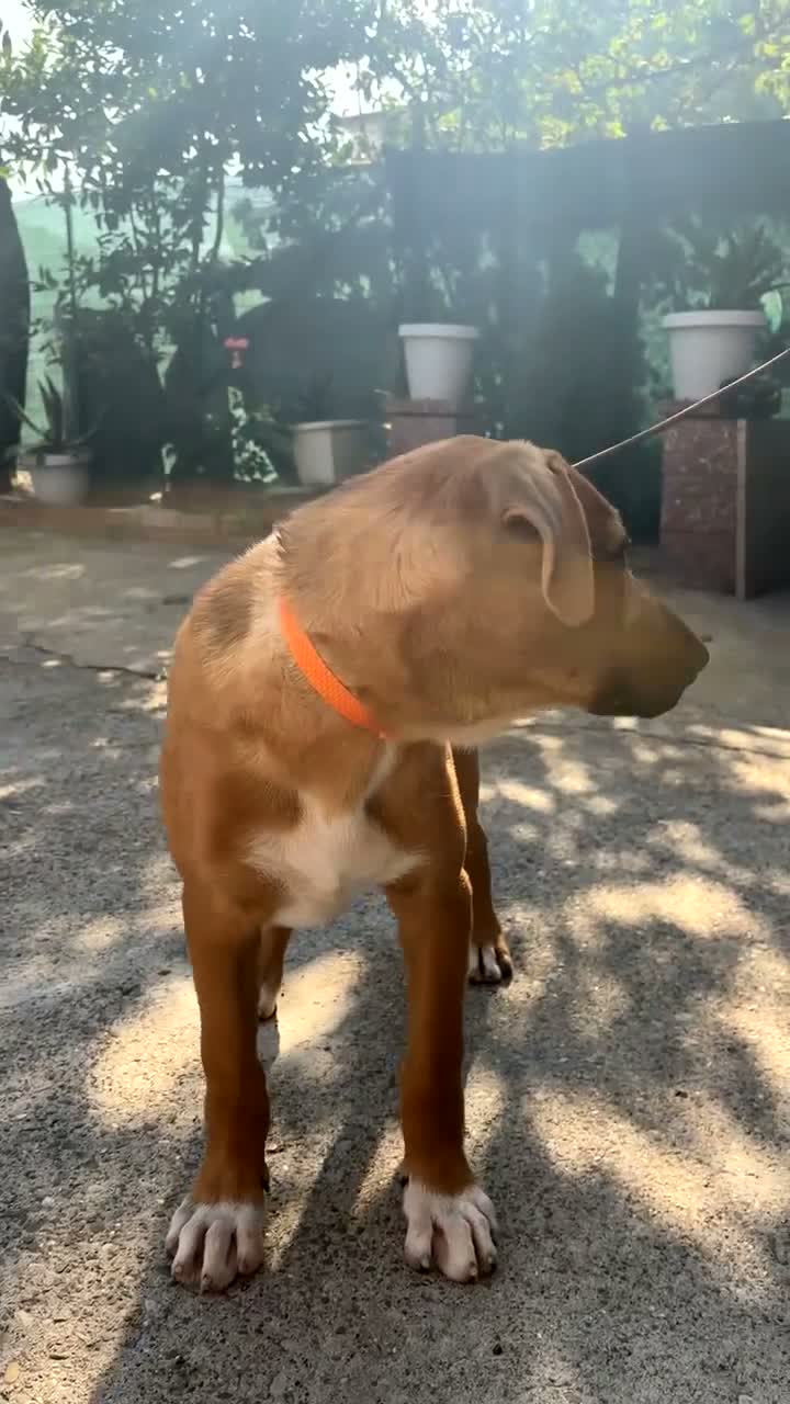 Meticcio cani in regalo: REGALO, Chico ha bisogno di una nuova casa  a Provincia di Alessandria - Video 2