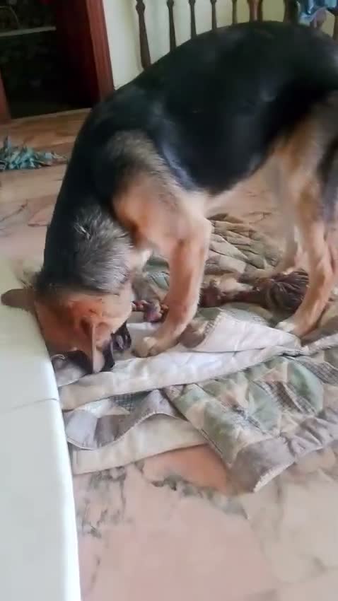 Meticcio cani in regalo: SARABY SIMIL PASTORINA  - Video 2