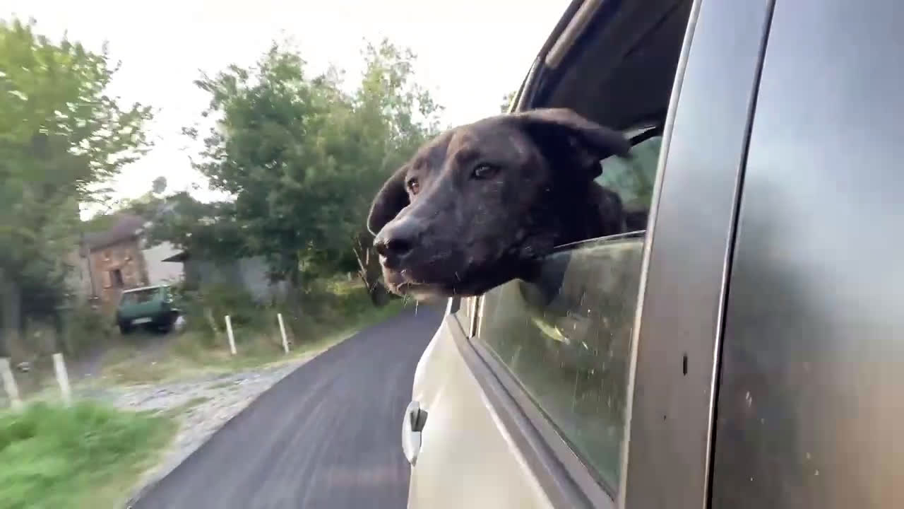 Meticcio cani in regalo: Dolce cucciola cerca casa amorevole - Video 1