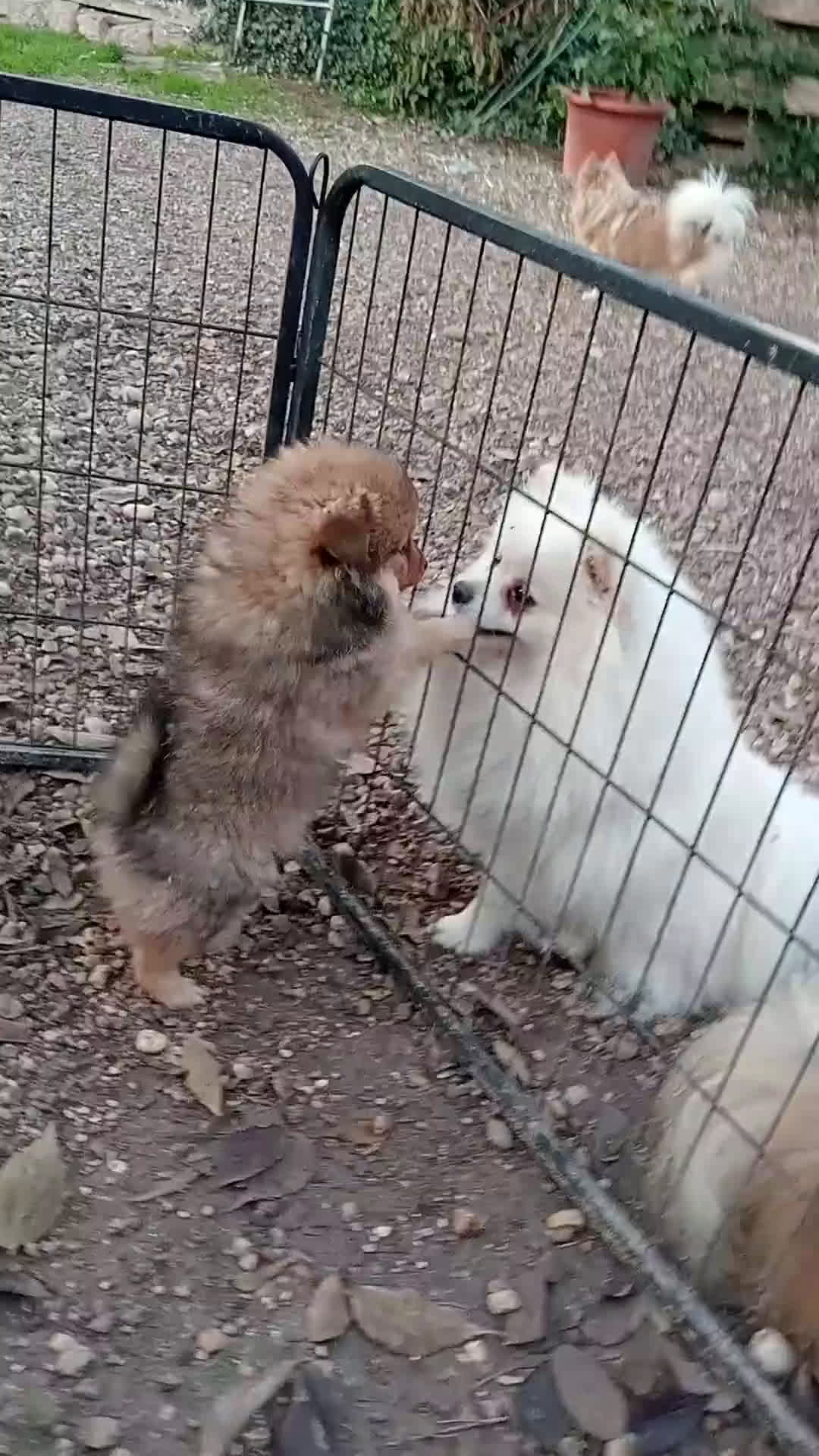 Spitz cani in vendita: Cucciola di Spitz tedesco piccolo  - Video 2