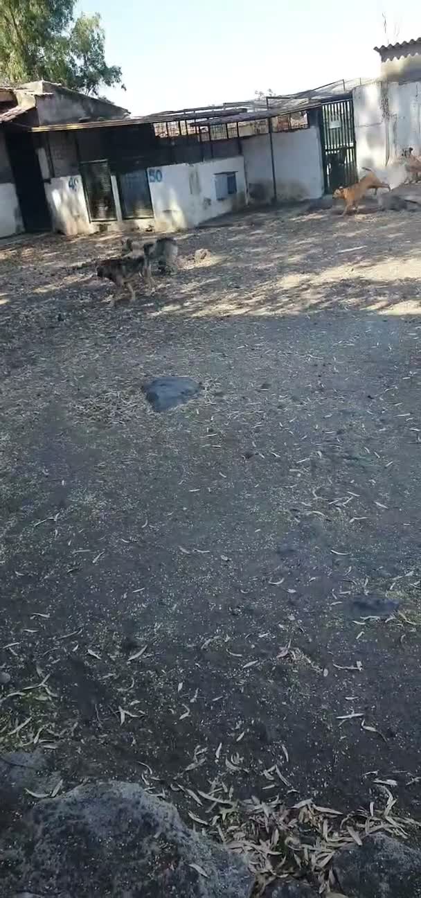 Schnauzer cani in regalo: Luca e Estero in Canile a Catania - Video 1