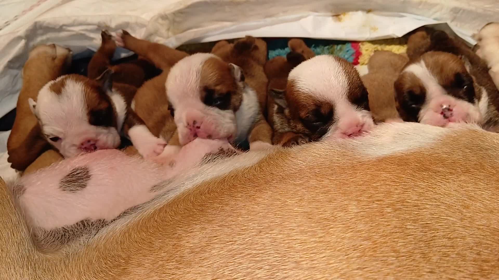 Bulldog cani in vendita: Nuovi cuccioli Menola's Bulls  - Video 3