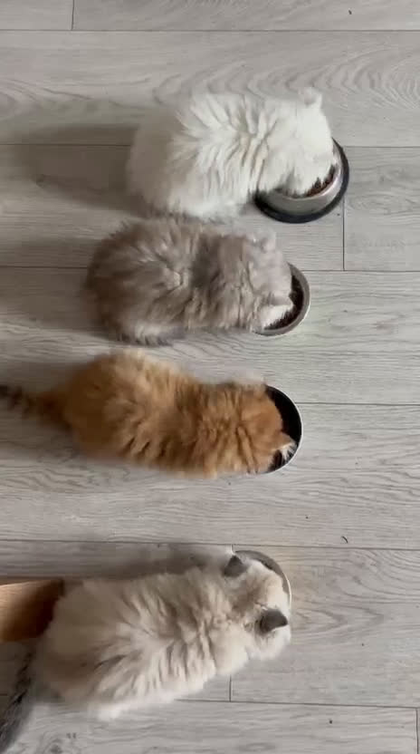 British gatti in vendita: British Longhair Silver - Video 2