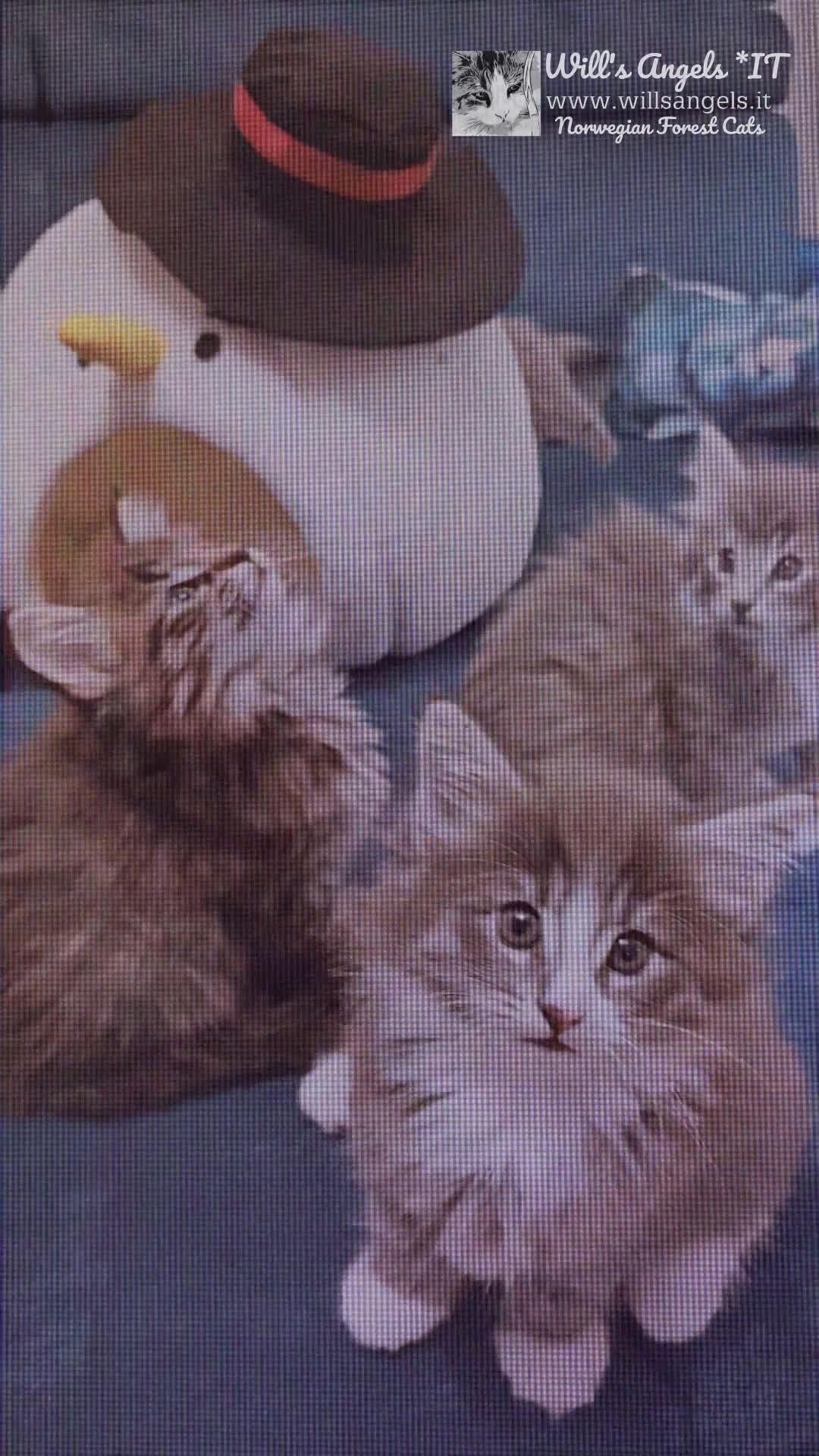 Norvegese gatti in vendita: Cuccioli di Norvegese delle Foreste - Video 1