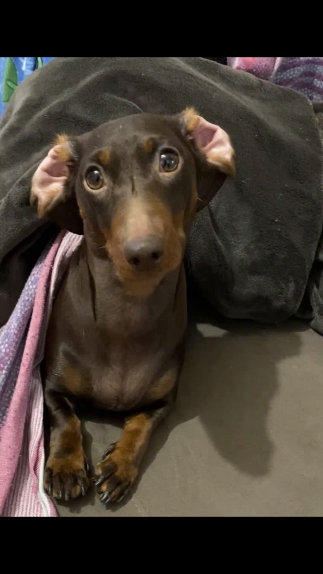 Altre razze gatti in vendita: Cuccioli di Bassotto - Video 1