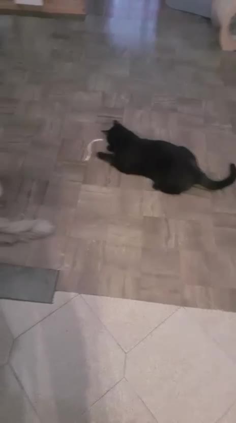 Europeo gatti in regalo: Giovane gatto nero cerca casa - Video 1